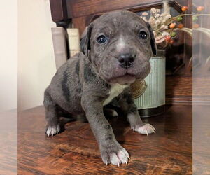 Catahoula Leopard Dog-Unknown Mix Dogs for adoption in Vail, AZ, USA