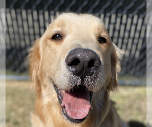 Golden Retriever Dogs for adoption in San Ramon, CA, USA
