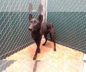 Mutt Dogs for adoption in Downey, CA, USA