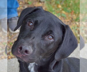 Mutt Dogs for adoption in Huntley, IL, USA