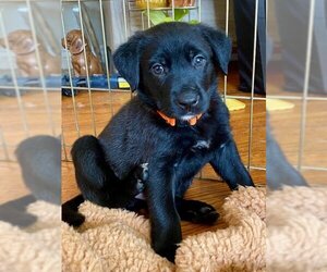 Dutch Shepherd -Labrador Retriever Mix Dogs for adoption in Mechanicsburg, PA, USA