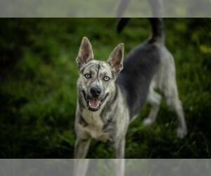 Catahoula Leopard Dog-Siberian Husky Mix Dogs for adoption in Santa Cruz, CA, USA