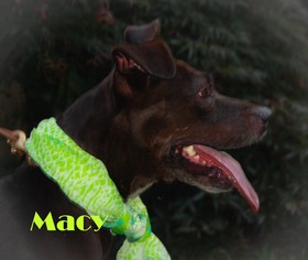 Medium Photo #1 Labrador Retriever-Unknown Mix Puppy For Sale in Gibbstown, NJ, USA