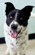 Border Collie-Unknown Mix Dogs for adoption in Millville, UT, USA