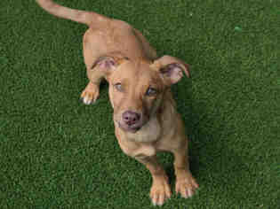 Labrador Retriever-Redbone Coonhound Mix Dogs for adoption in Waynesville, NC, USA