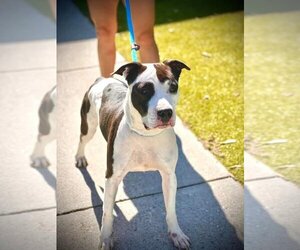 Bulldog-Unknown Mix Dogs for adoption in Atlanta, GA, USA