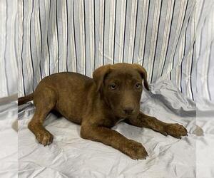 American Pit Bull Terrier-Unknown Mix Dogs for adoption in Modesto, CA, USA