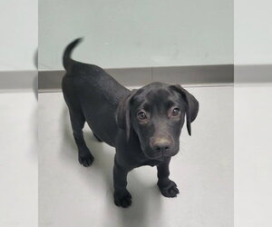 Labrador Retriever Dogs for adoption in Lake City, MI, USA