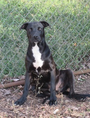 Daniff Dogs for adoption in Rowayton, CT, USA