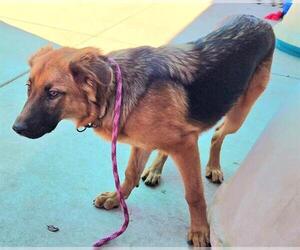 German Shepherd Dog Dogs for adoption in Sacramento, CA, USA