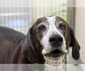 Bluetick Coonhound Dogs for adoption in Boston, MA, USA