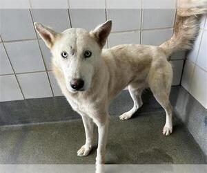 Huskies -Unknown Mix Dogs for adoption in San Antonio, TX, USA