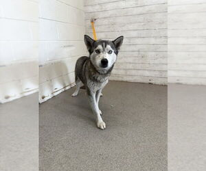 Siberian Husky Dogs for adoption in San Bernardino, CA, USA