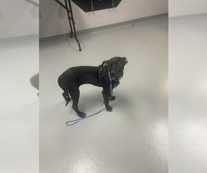 Mutt Dogs for adoption in St. Cloud, FL, USA