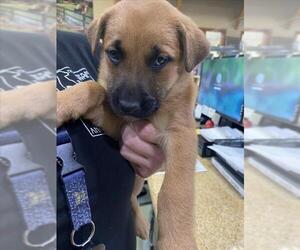 German Shepherd Dog-Unknown Mix Dogs for adoption in Upland, CA, USA