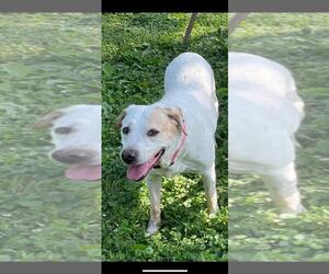 Labbe Dogs for adoption in Livonia, MI, USA