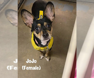 Chiweenie Dogs for adoption in St. George, UT, USA