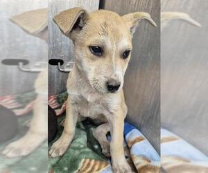 Mutt Dogs for adoption in San Antonio, TX, USA