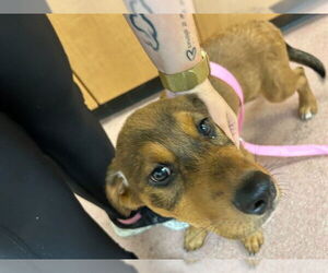 German Shepherd Dog-Unknown Mix Dogs for adoption in Ogden, UT, USA