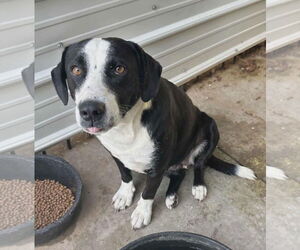 Borador Dogs for adoption in Westwood, NJ, USA