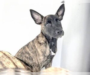 Mutt Dogs for adoption in Houston, TX, USA