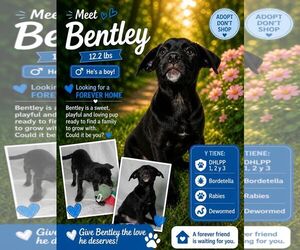 Retriever -Unknown Mix Dogs for adoption in Jenkintown, PA, USA