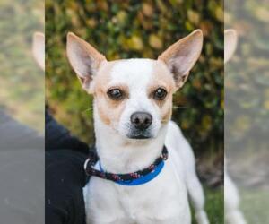 Rat-Cha Dogs for adoption in El Cajon, CA, USA
