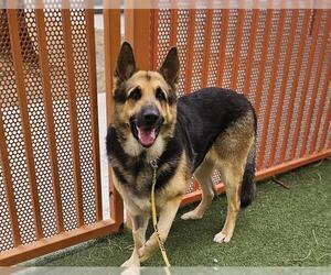 German Shepherd Dog-Unknown Mix Dogs for adoption in Las Vegas, NV, USA