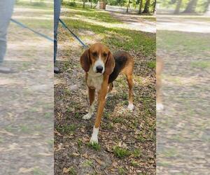 English Foxhound-Unknown Mix Dogs for adoption in Sanderson, FL, USA