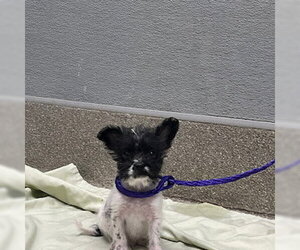 Mutt Dogs for adoption in Las Vegas, NV, USA