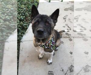 Akita Dogs for adoption in Santa Ana, CA, USA