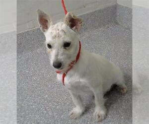 Chihuahua-Unknown Mix Dogs for adoption in Pasadena, TX, USA