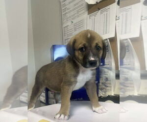 Sheprador Dogs for adoption in Bolivar, MO, USA