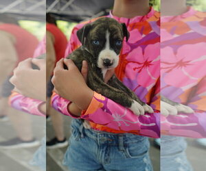 Catahoula Leopard Dog-Mountain Cur Mix Dogs for adoption in Holly Springs, NC, USA