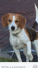 Beagle Dogs for adoption in Springfield, IL, USA