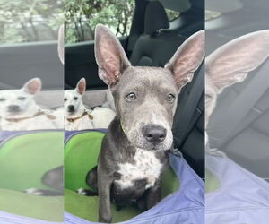 Labrador Retriever-Unknown Mix Dogs for adoption in Royal Palm Beach, FL, USA
