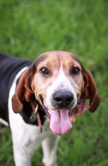 Treeing Walker Coonhound Dogs for adoption in Greensboro, GA, USA