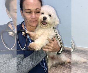 Maltese Dogs for adoption in Boca Raton, FL, USA