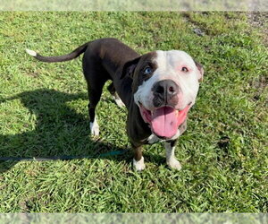 American Pit Bull Terrier Dogs for adoption in Ocala, FL, USA