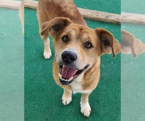 Golden Retriever Dogs for adoption in Athens, AL, USA