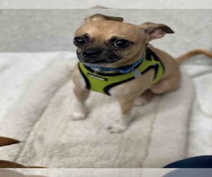 Pug Dogs for adoption in Alameda, CA, USA