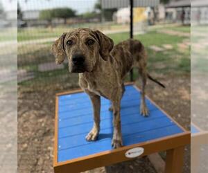 Plott Hound Dogs for adoption in San Antonio, TX, USA