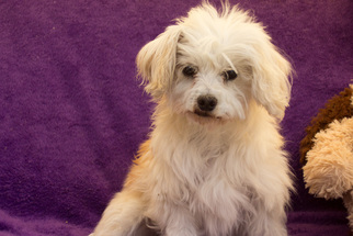 Maltese-Unknown Mix Dogs for adoption in Imperial Beach, CA, USA