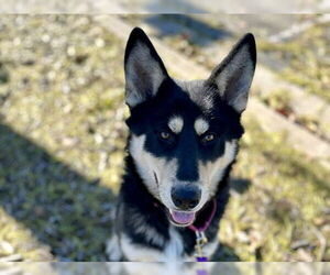 German Shepherd Dog Dogs for adoption in Martinez, CA, USA