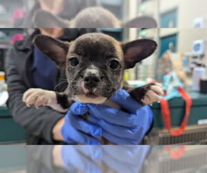 Mutt Dogs for adoption in Pasadena, CA, USA