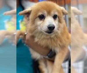 Pomeranian Dogs for adoption in Pembroke, GA, USA