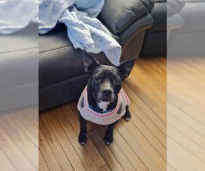 Mutt Dogs for adoption in Louisville, KY, USA