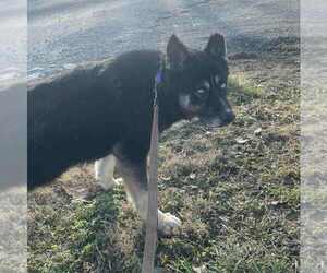 Gerberian Shepsky Dogs for adoption in Evansville, IN, USA