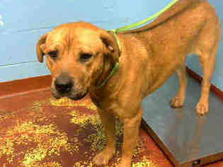 Rottweiler-American Pit Bull Terrier Dogs for adoption in Atlanta, GA, USA