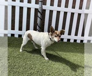 Mutt Dogs for adoption in Modesto, CA, USA